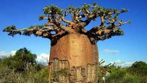 Seharga Rp 750 Juta Pohon Baobab Asal Afrika Memang Tak Salah Hadir Di Jakarta Hendricus Widiantoro